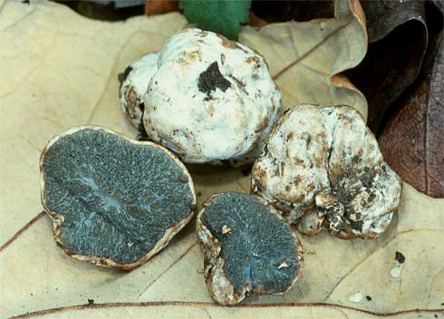 Hysterangium separabile